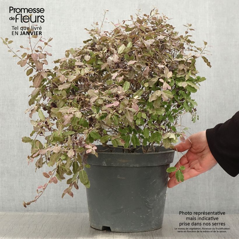 Pittosporum tenuifolium Tom Thumb - Kohuhu 6L/7L pot sample as delivered in winter
