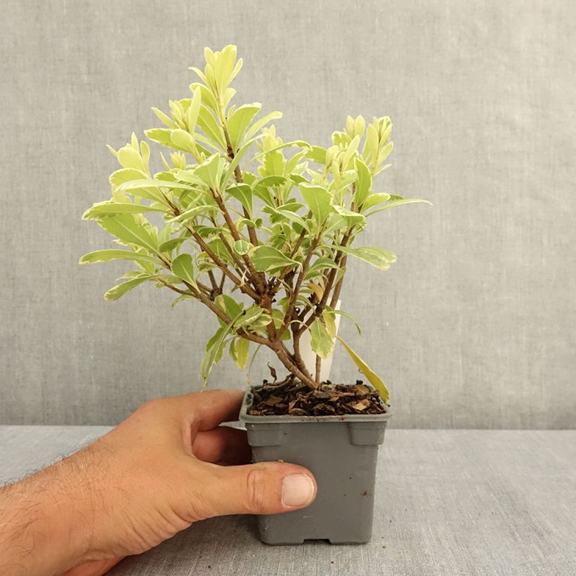 Pittosporum tobira var. nana Neige du mont Ventoux - Japanese Pittosporum 8/9 cm pot sample as delivered in summer