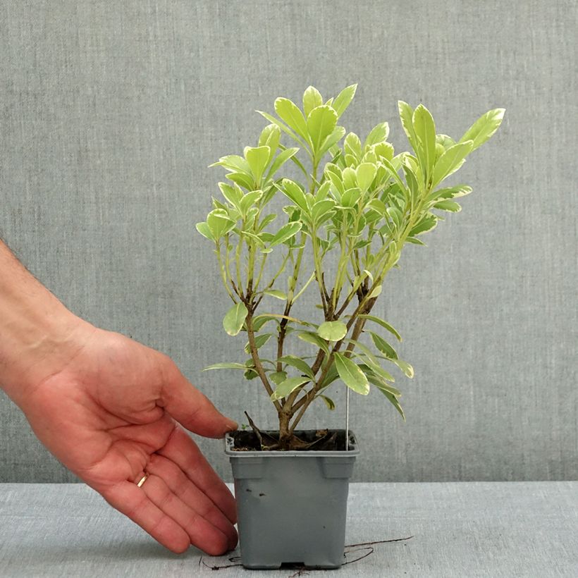 Pittosporum tobira nana Neige du mont Ventoux Godet de 8/9 cm sample as delivered in spring