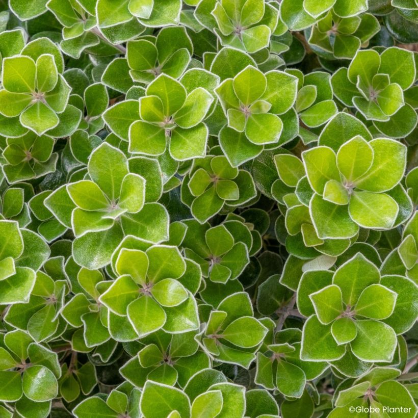 Pittosporum crassifolium Pot Belly - Karo (Foliage)