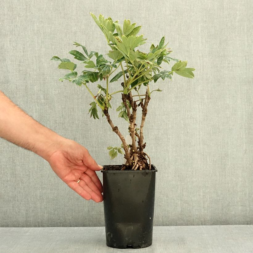 Paeonia suffruticosa Juan Ye Hong - Tree Peony 2L/3L pot sample as delivered in summer
