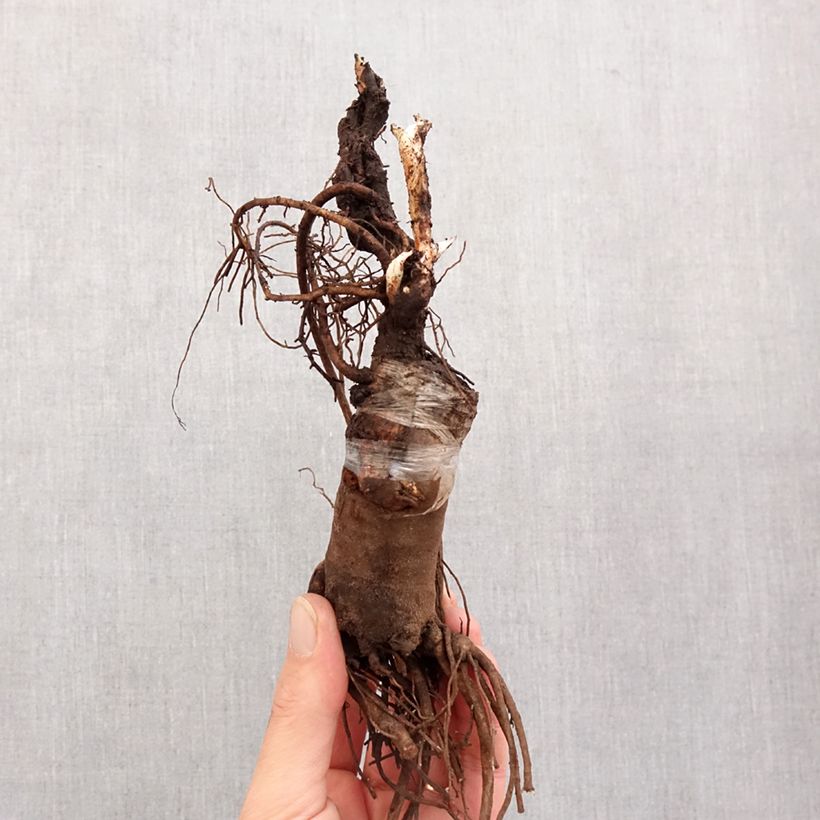 Paeonia suffruticosa Lu He Hong - Tree Peony Bare root 3-5 eyes sample as delivered in winter