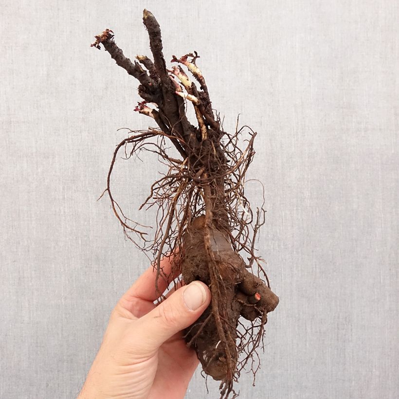 Paeonia suffruticosa Wu Long Peng Sheng - Tree Peony Bare root 3-5 eyes sample as delivered in winter
