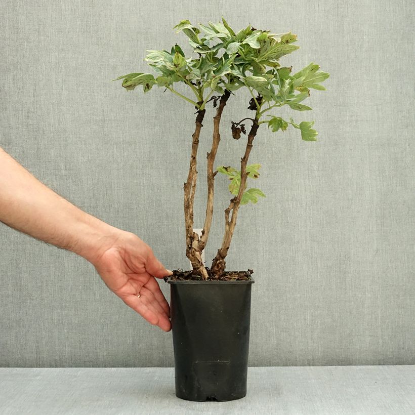 Paeonia suffruticosa Cai Hui - Tree Peony 2L/3L pot sample as delivered in summer