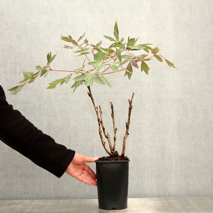 Paeonia suffruticosa Jin Ge 2L/3L pot sample as delivered in spring