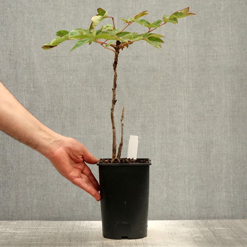 Paeonia suffruticosa Lan Bao Shi 2L/3L pot sample as delivered in spring