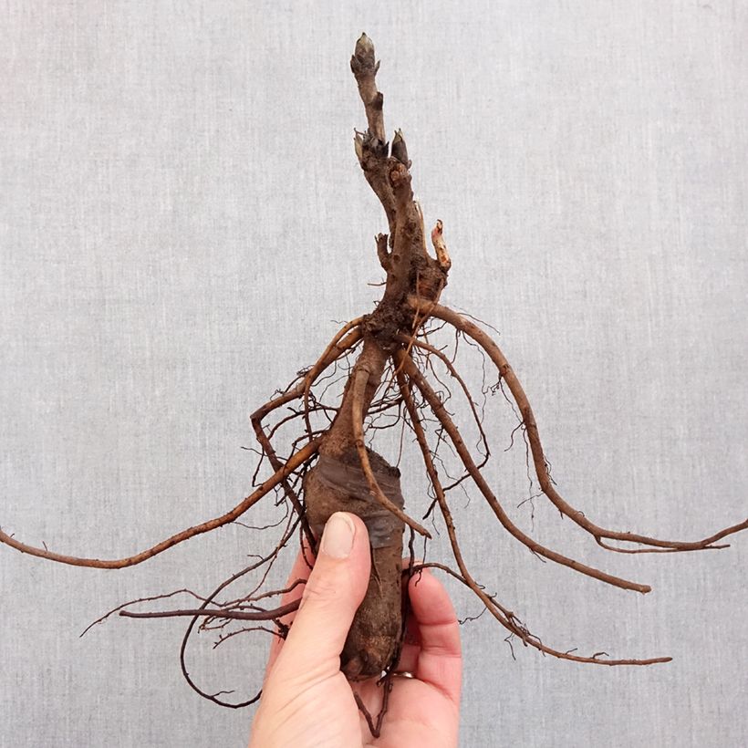 Paeonia suffruticosa Luo Yang Hong Bare root 3-5 eyes sample as delivered in winter
