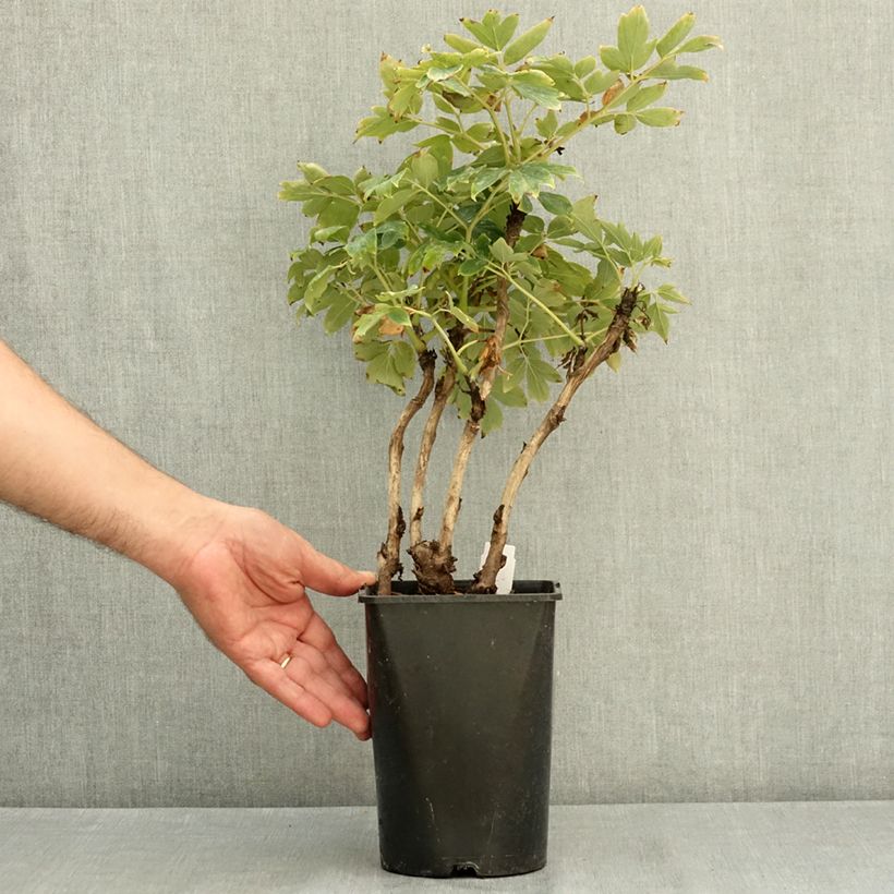 Paeonia suffruticosa Rou Fu Rong 2L/3L pot sample as delivered in summer