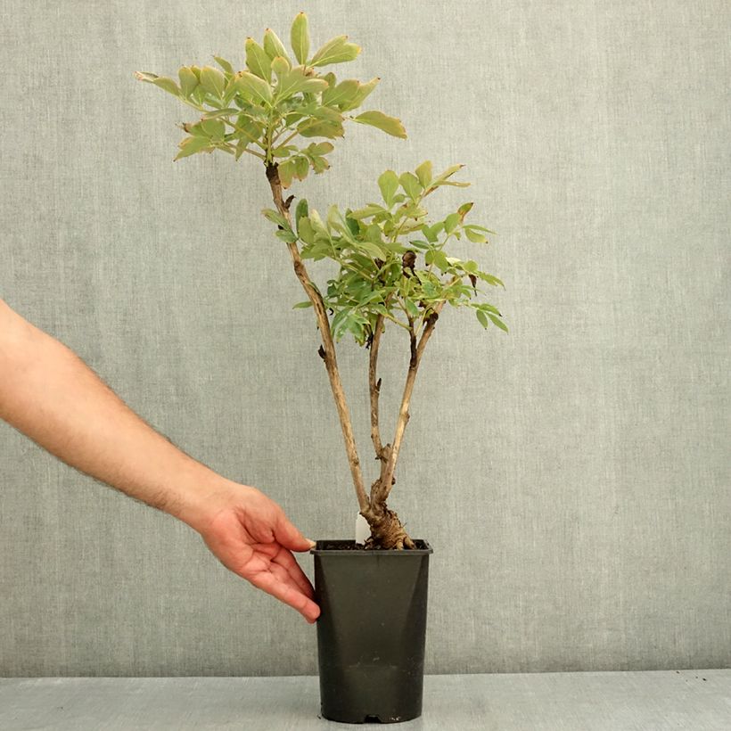 Paeonia suffruticosa Xue Ta 2L/3L pot sample as delivered in summer