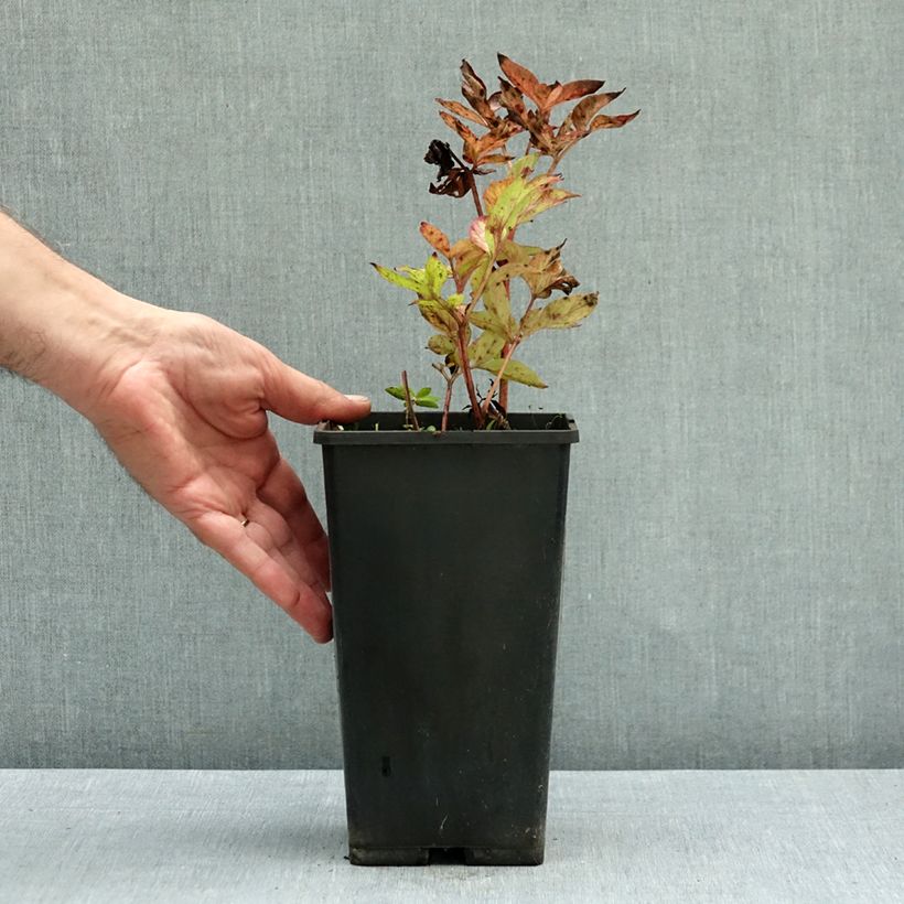 Paeonia peregrina lactiflora Blaze 3L/4L pot sample as delivered in autumn
