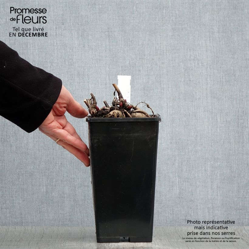 Paeonia peregrina lactiflora Blaze 3L/4L pot sample as delivered in winter