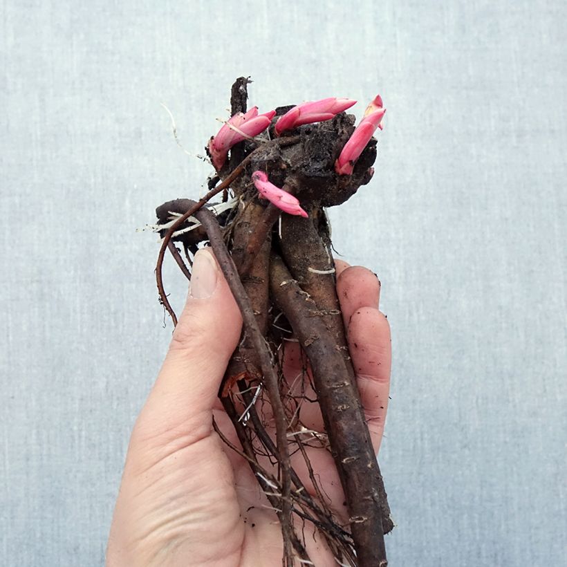 Paeonia peregrina  Bare root sample as delivered in winter