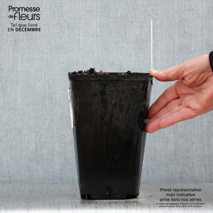 Paeonia lactiflora Claire de Lune 3L/4L pot sample as delivered in winter