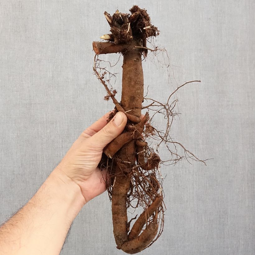 Paeonia lactiflora Claire de Lune Bare root 3-5 eyes sample as delivered in winter