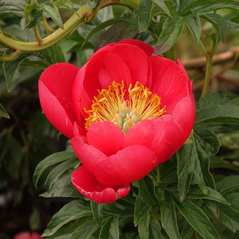 Paeonia lactiflora Coral Sunset - Garden Peony (Flowering)