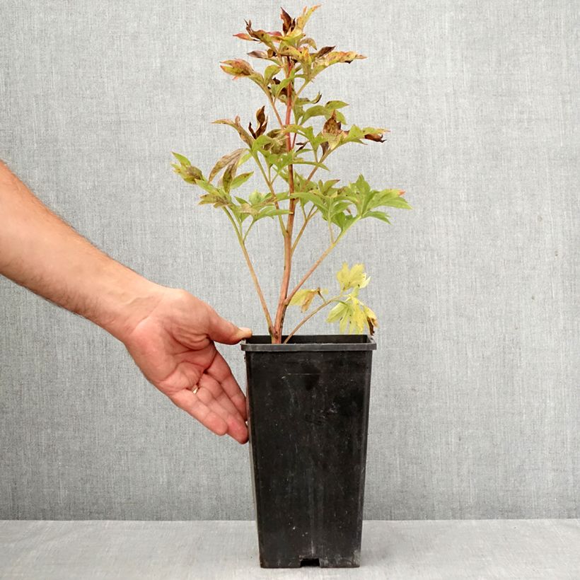 Paeonia lactiflora Coral Sunset - Garden Peony 3L/4L pot sample as delivered in autumn