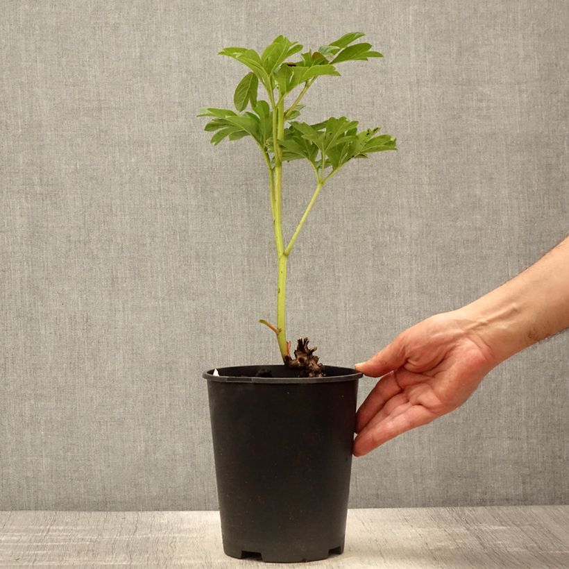 Paeonia lactiflora Coral Sunset - Garden Peony 3L/4L pot sample as delivered in spring