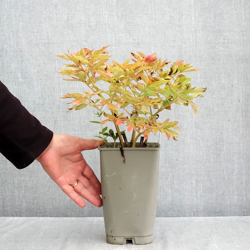 Paeonia lactiflora peregrina Flame 3L/4L pot sample as delivered in autumn