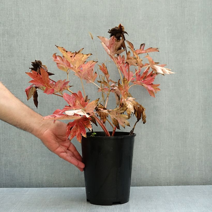 Paeonia Itoh Bartzella - Itoh Peony 7.5L/10L pot sample as delivered in autumn