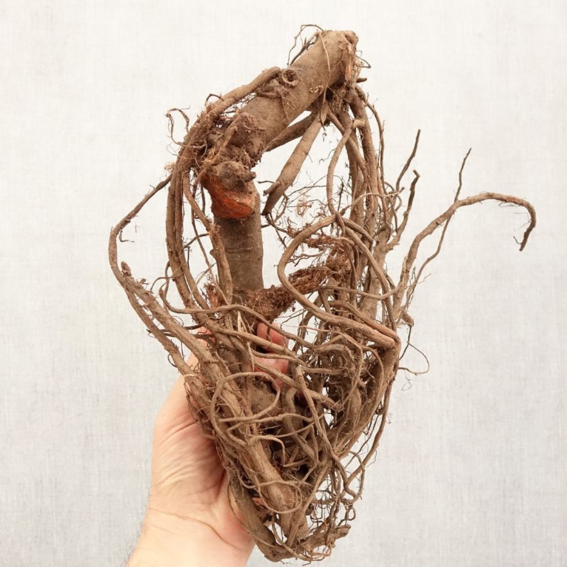 Paeonia Itoh Bartzella - Itoh Peony Bare root 3-5 eyes sample as delivered in winter