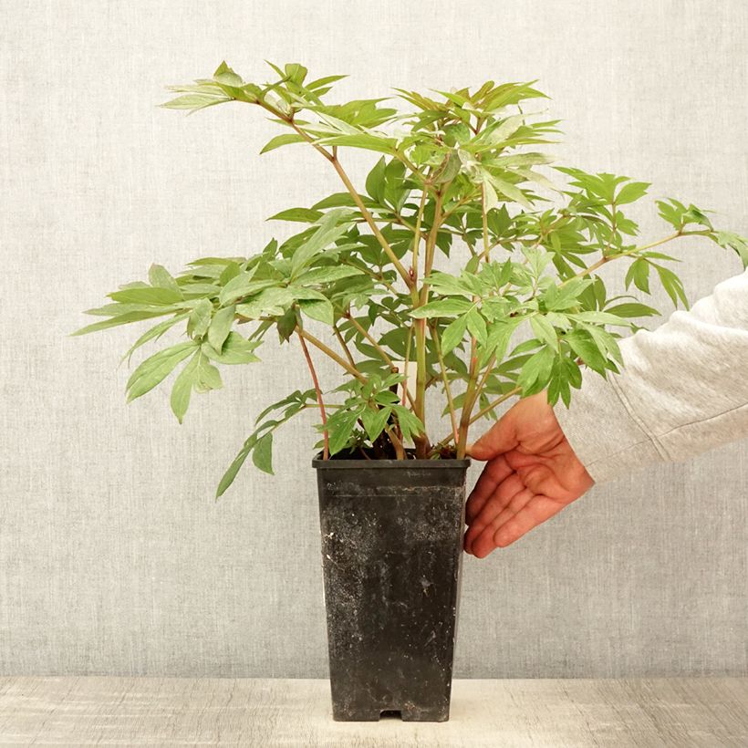 Paeonia Itoh Canary Brilliant - Itoh Peony 3L/4L pot sample as delivered in spring