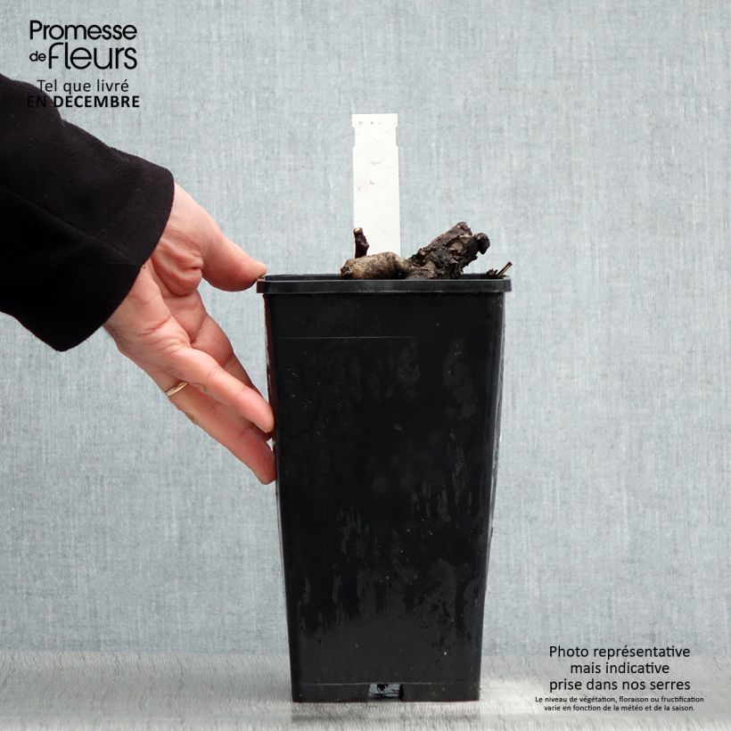 Paeonia Itoh First Arrival 3L/4L pot sample as delivered in winter