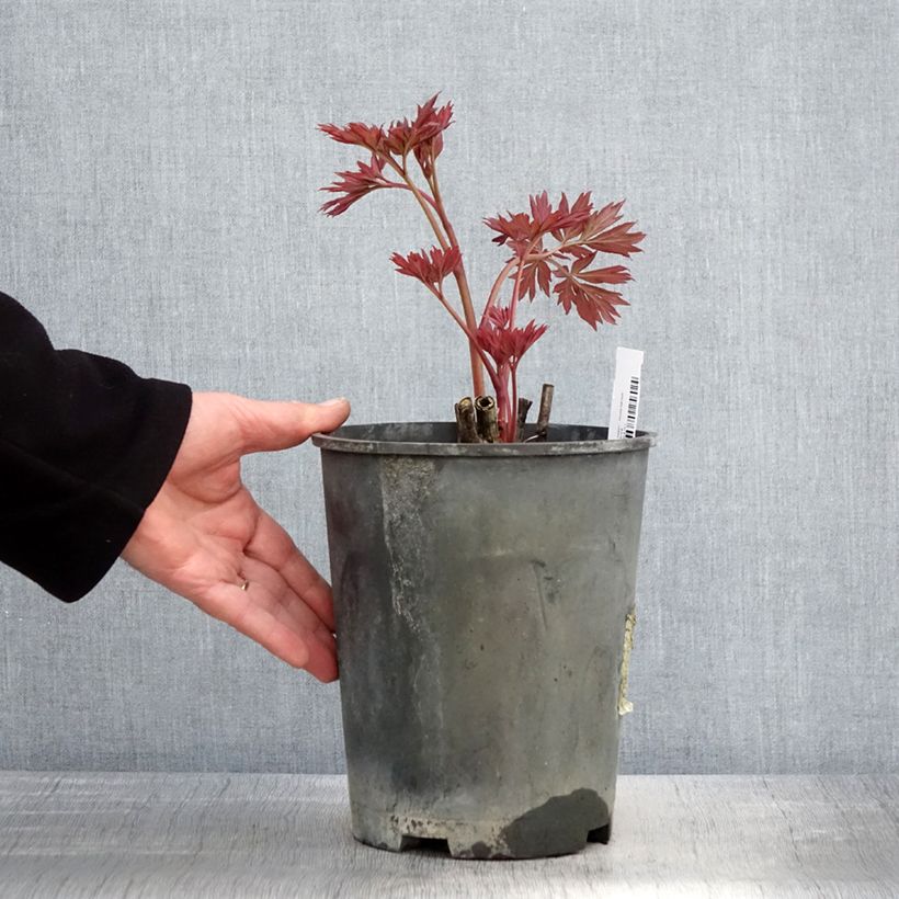 Paeonia Itoh First Arrival 3L/4L pot sample as delivered in spring