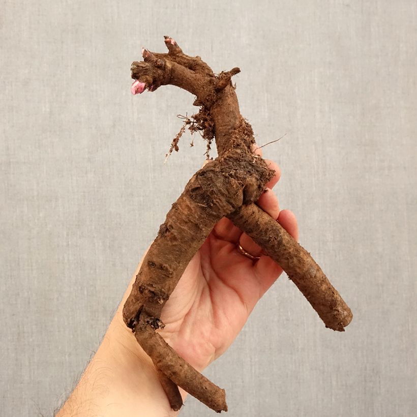 Paeonia Itoh First Arrival Bare root 3-5 eyes sample as delivered in winter