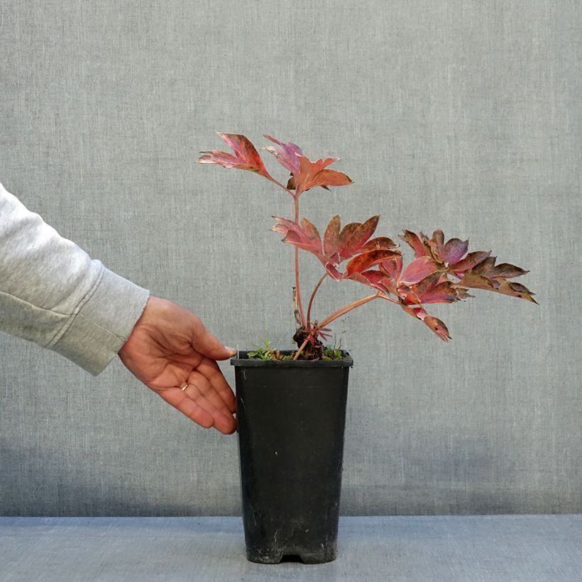 Paeonia Itoh Garden Treasure 4L/5L pot sample as delivered in autumn