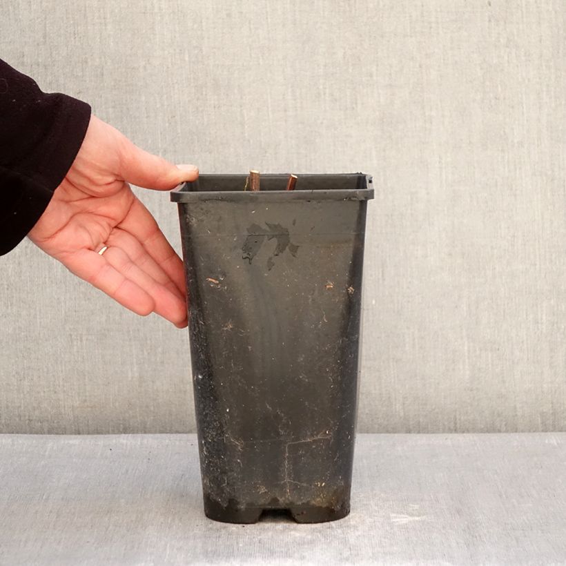 Paeonia Itoh Hillary 3L/4L pot sample as delivered in winter