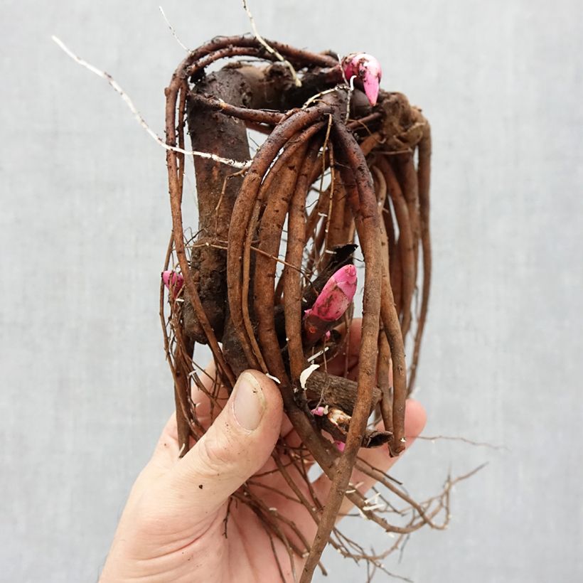 Paeonia Itoh Pastel Splendour Bare root 3-5 eyes sample as delivered in winter