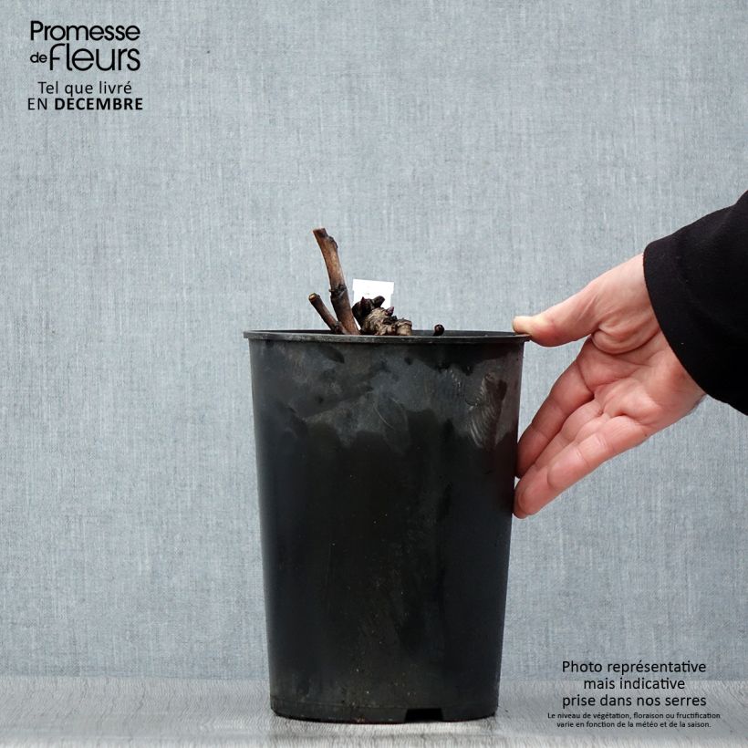 Paeonia Itoh Pastel Splendour 2L/3L pot sample as delivered in winter