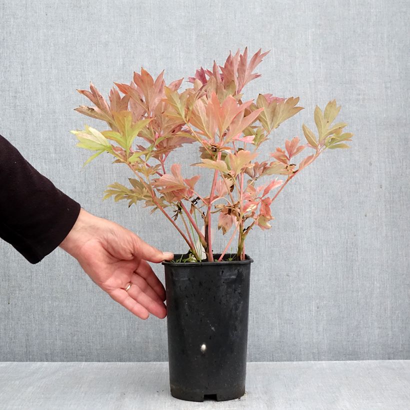 Paeonia Itoh Pink Ardour 3L/4L pot sample as delivered in autumn