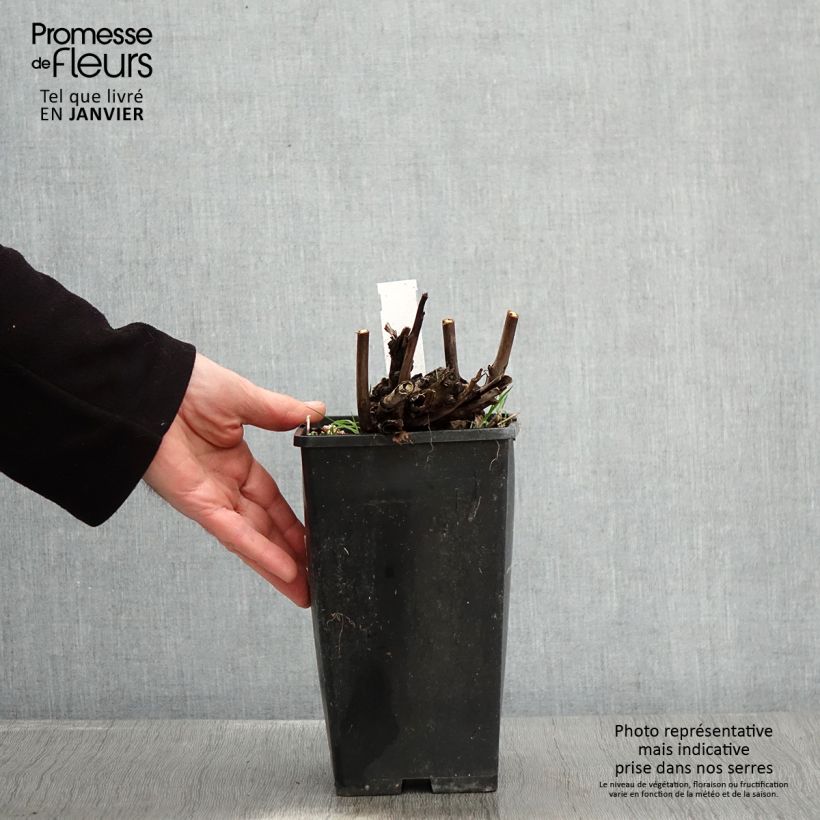 Paeonia Itoh Pink Ardour 3L/4L pot sample as delivered in winter