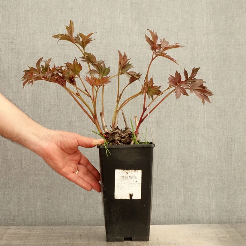 Paeonia Itoh Pink Ardour 3L/4L pot sample as delivered in summer
