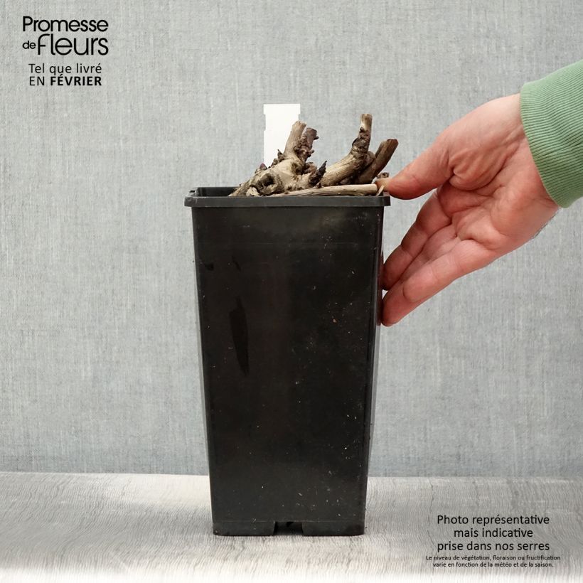 Paeonia x Itoh Scarlet Heaven 2L/3L pot sample as delivered in winter