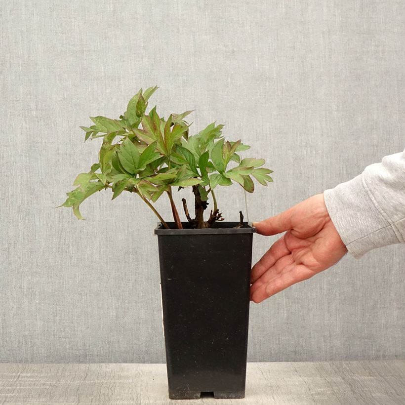 Paeonia Itoh Viking Full Moon 3L/4L pot sample as delivered in spring