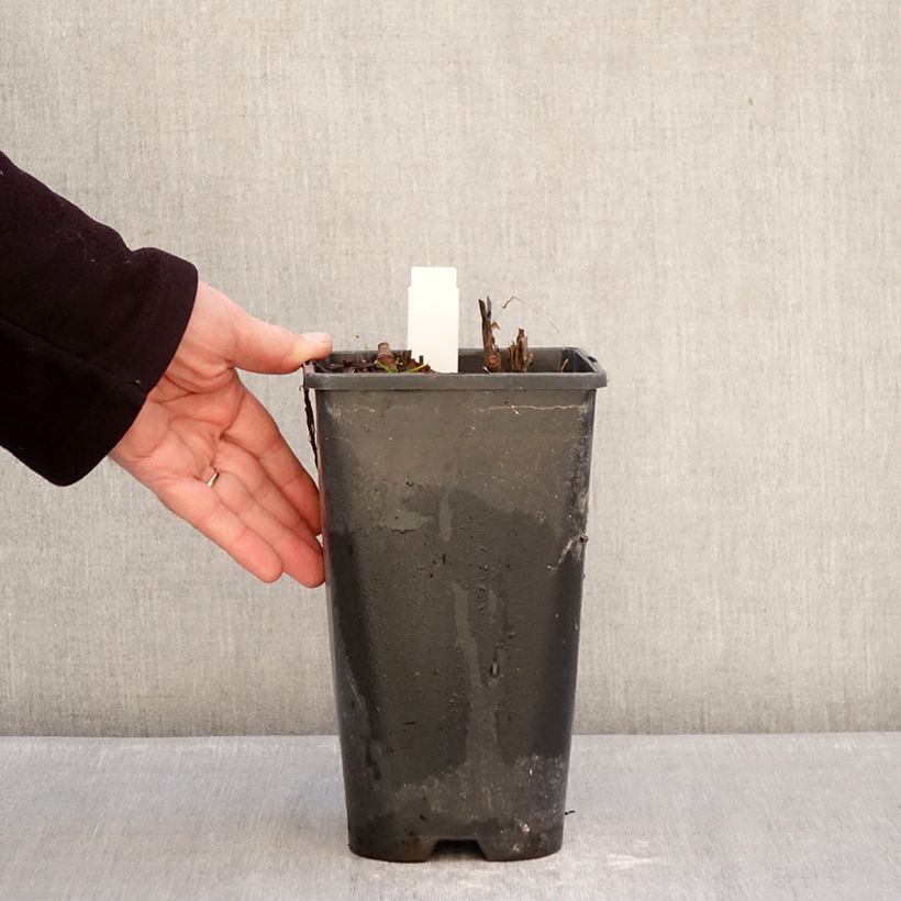 Paeonia itoh Yellow Crown 3L/4L pot sample as delivered in winter