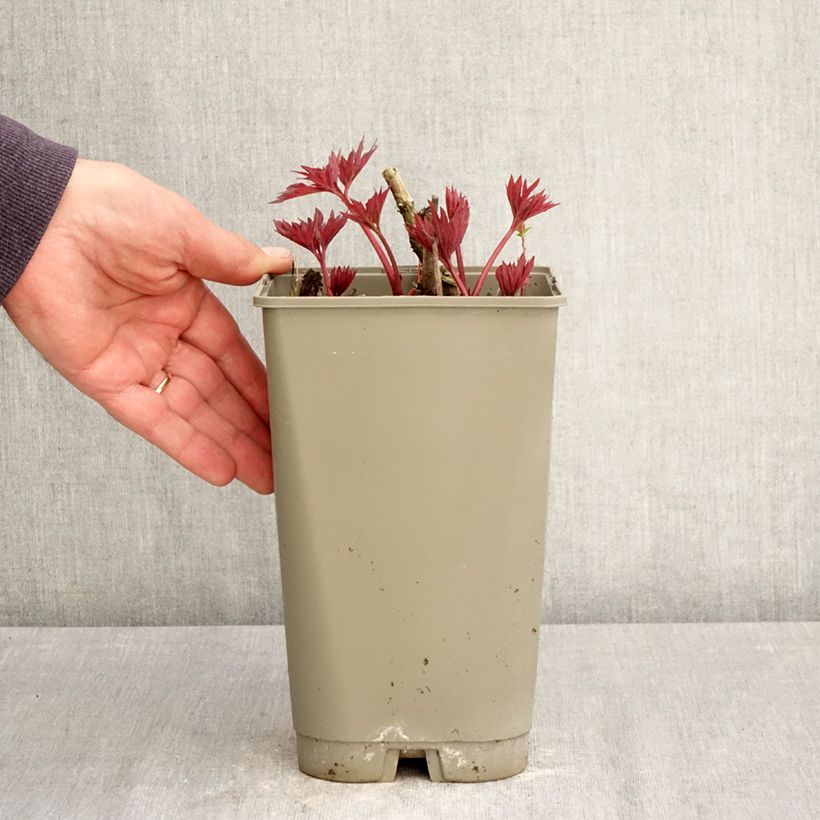 Paeonia itoh Yellow Crown 3L/4L pot sample as delivered in spring