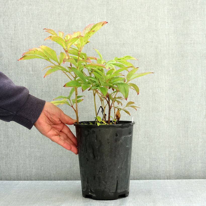 Paeonia lactiflora Adolphe Rousseau 3L/4L pot sample as delivered in summer