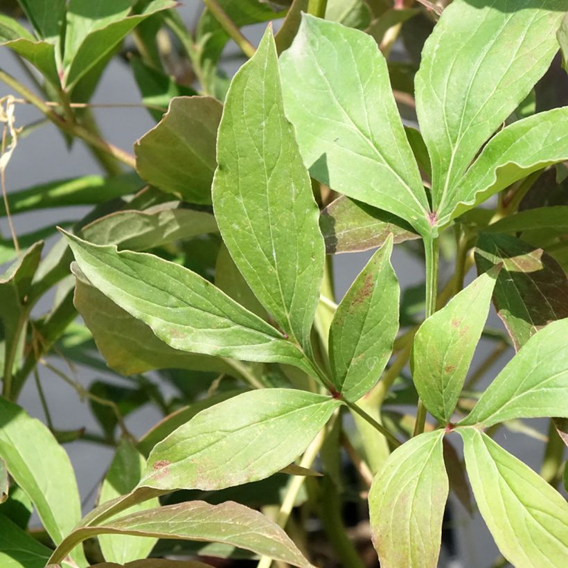 Paeonia x lactiflora Albert Crousse (Foliage)