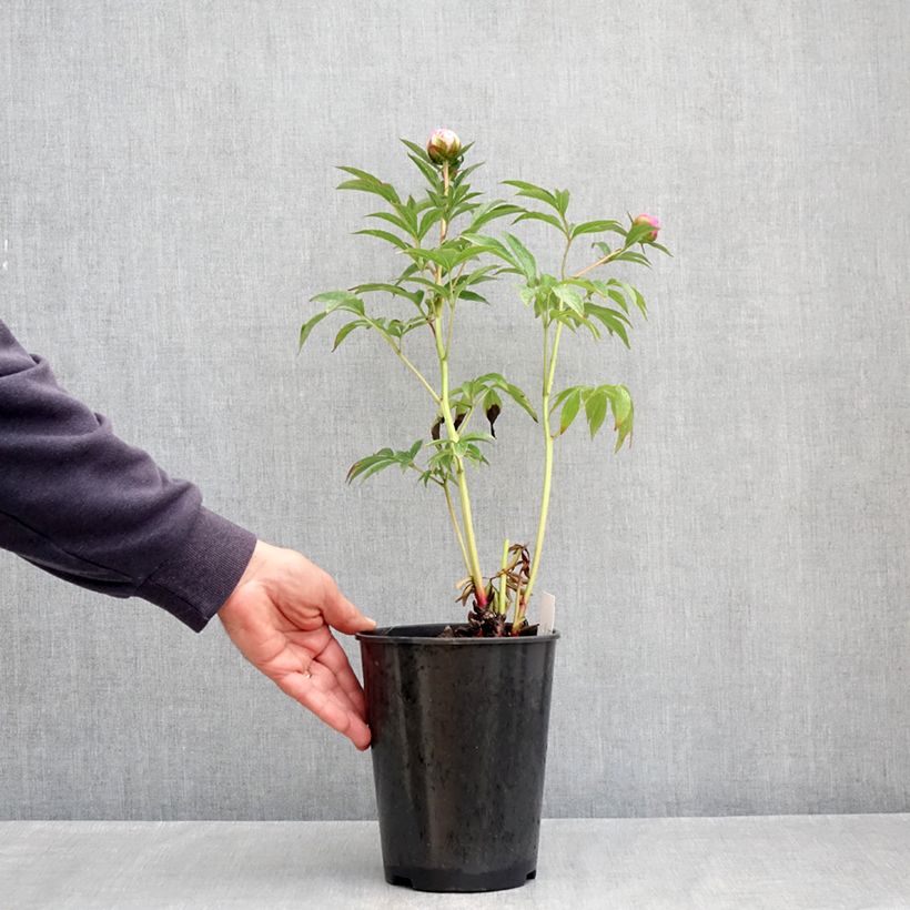 Paeonia x lactiflora Albert Crousse 3L/4L pot sample as delivered in spring