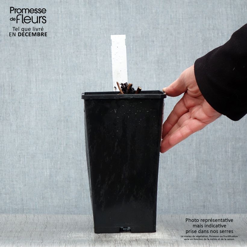 Paeonia lactiflora Amabilis 3L/4L pot sample as delivered in winter