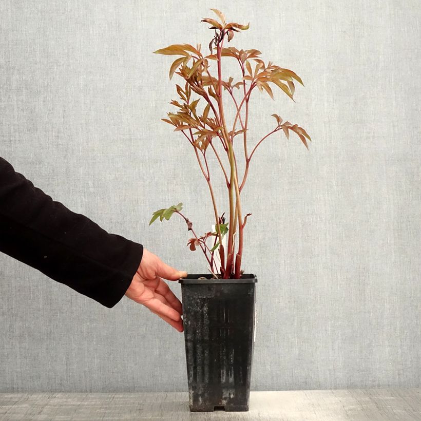 Paeonia lactiflora Amabilis 3L/4L pot sample as delivered in spring