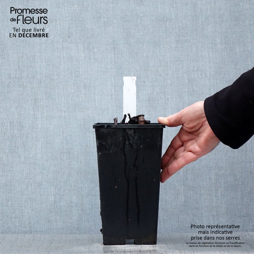 Paeonia lactiflora Big Ben 3L/4L pot sample as delivered in winter