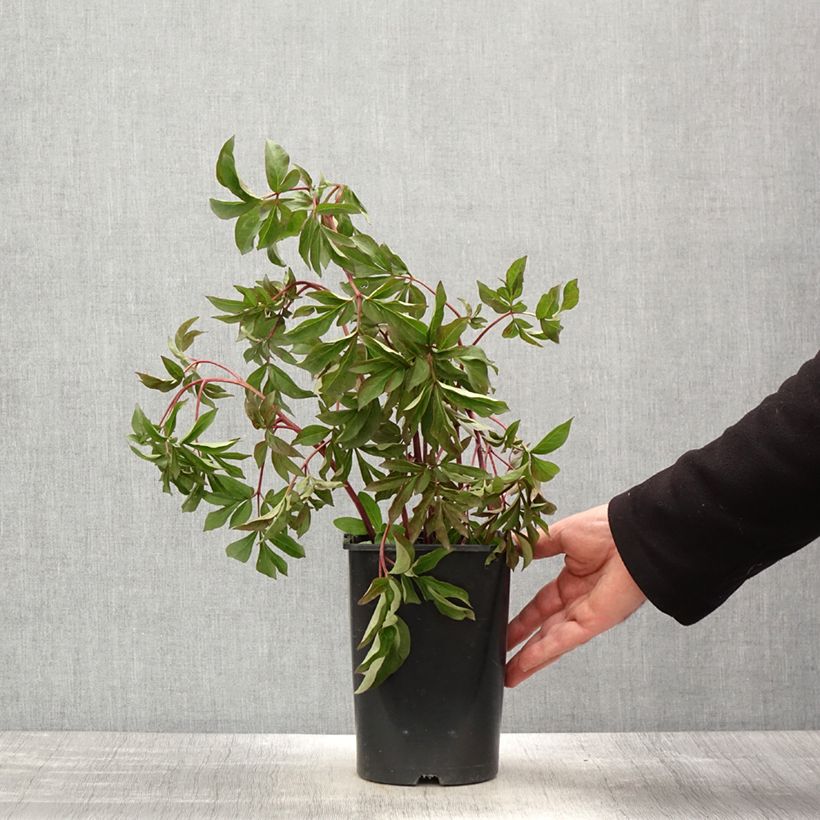 Paeonia lactiflora Bouquet Perfect 3L/4L pot sample as delivered in spring