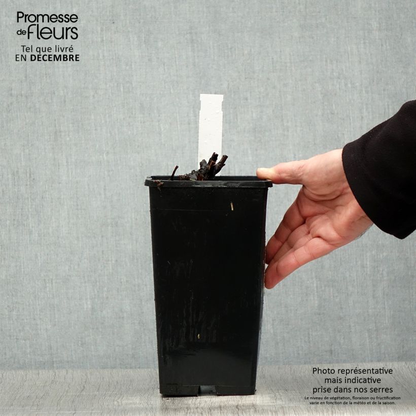 Paeonia lactiflora Bowl of Beauty 3L/4L pot sample as delivered in winter