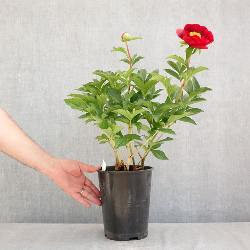 Paeonia lactiflora Buckeye Belle 3L/4L pot sample as delivered in summer