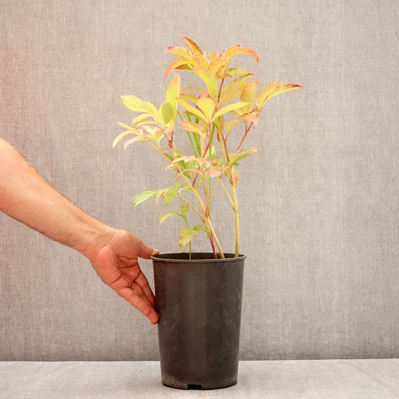 Paeonia x lactiflora Cheddar Cheese 3L/4L pot sample as delivered in summer