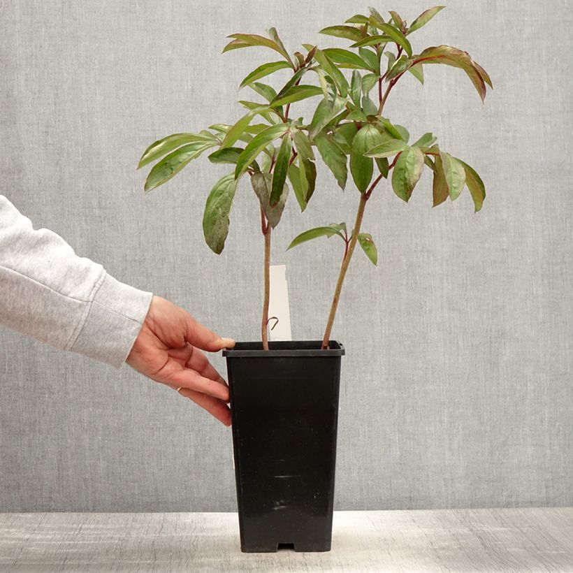 Paeonia x lactiflora Cheddar Cheese 3L/4L pot sample as delivered in spring